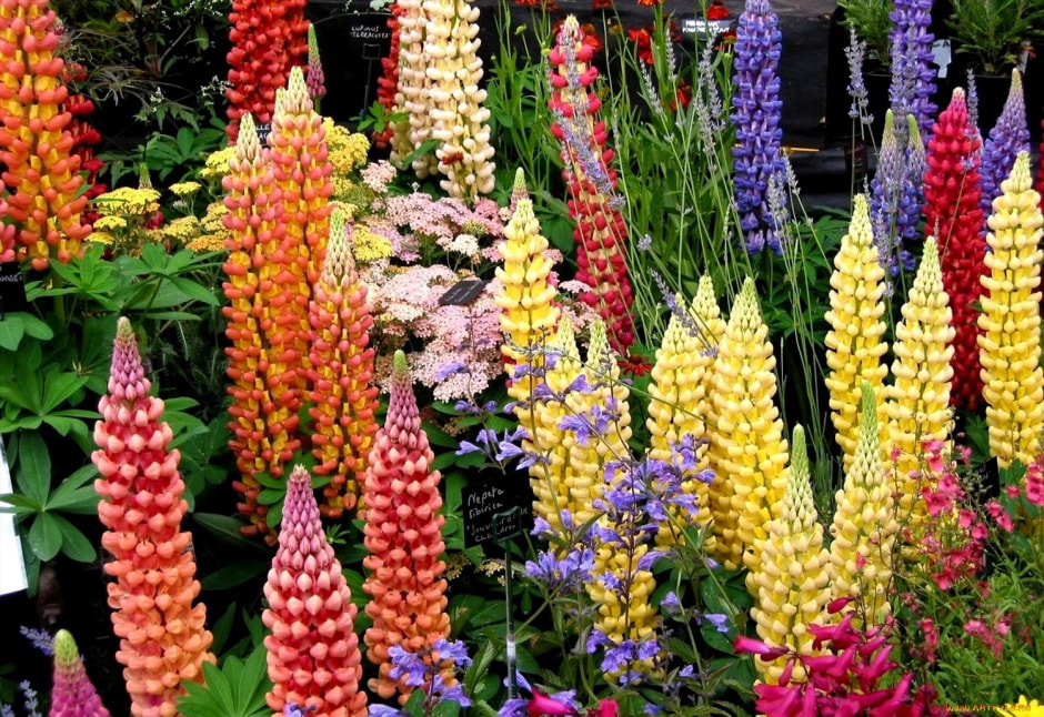 Оформляем цветник на даче (8).jpg Оформляем цветник на даче (8).jpg