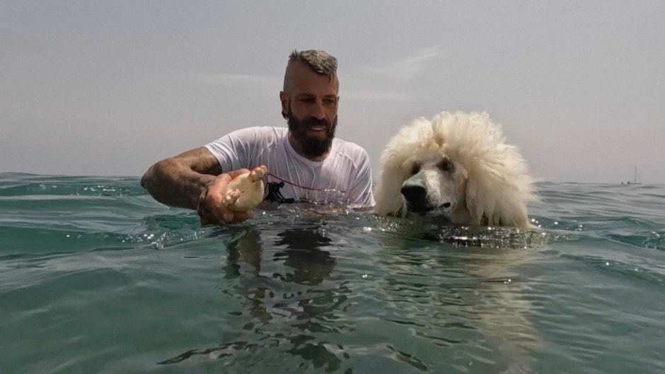 Пудель-спасатель 1.jpg