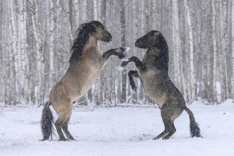 Быстрее. Выше. Сильнее.small.jpg