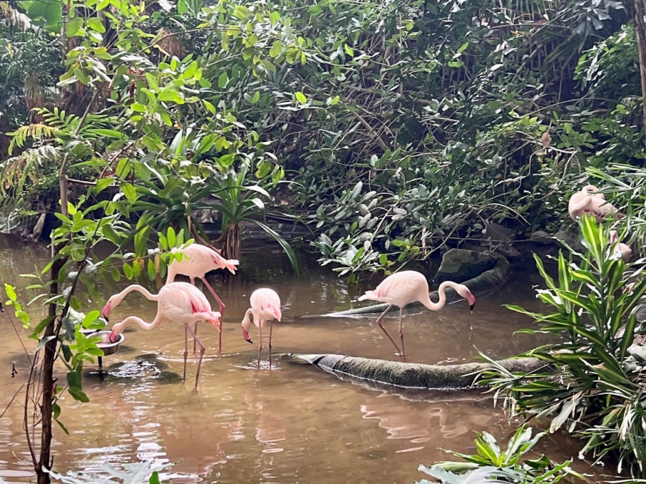 Крытый тропический лес 4.jpg