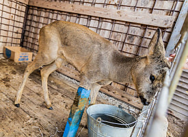 Косуля со сломанной ногой вышла к людям в Узденском районе