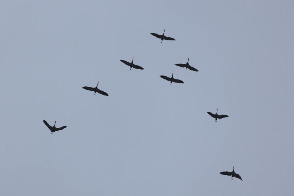 Инна Шкурко Журавли прилетели_1.jpg