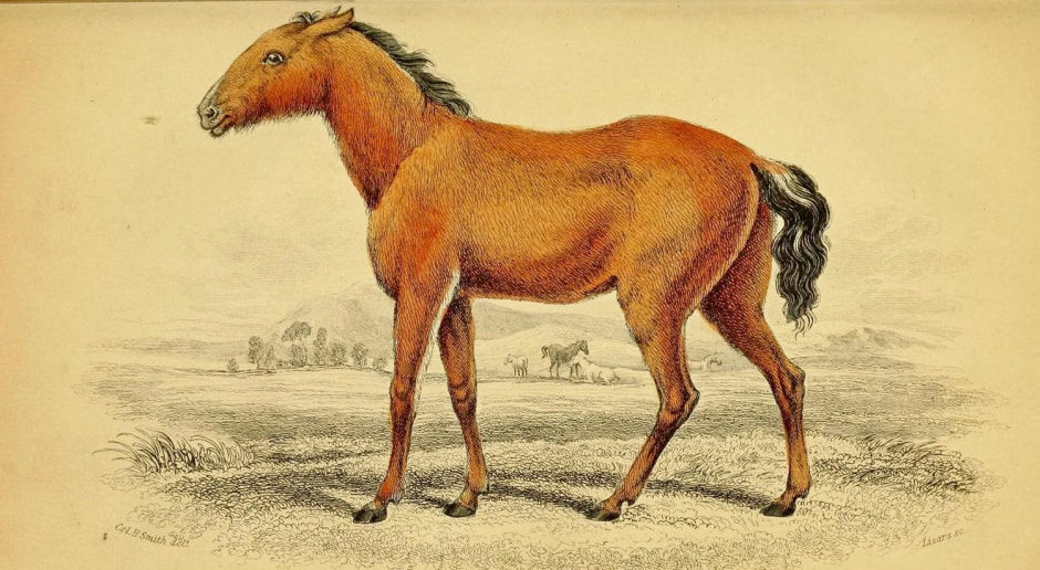 Тарпановидные лошади 2_Тарпан.jpg