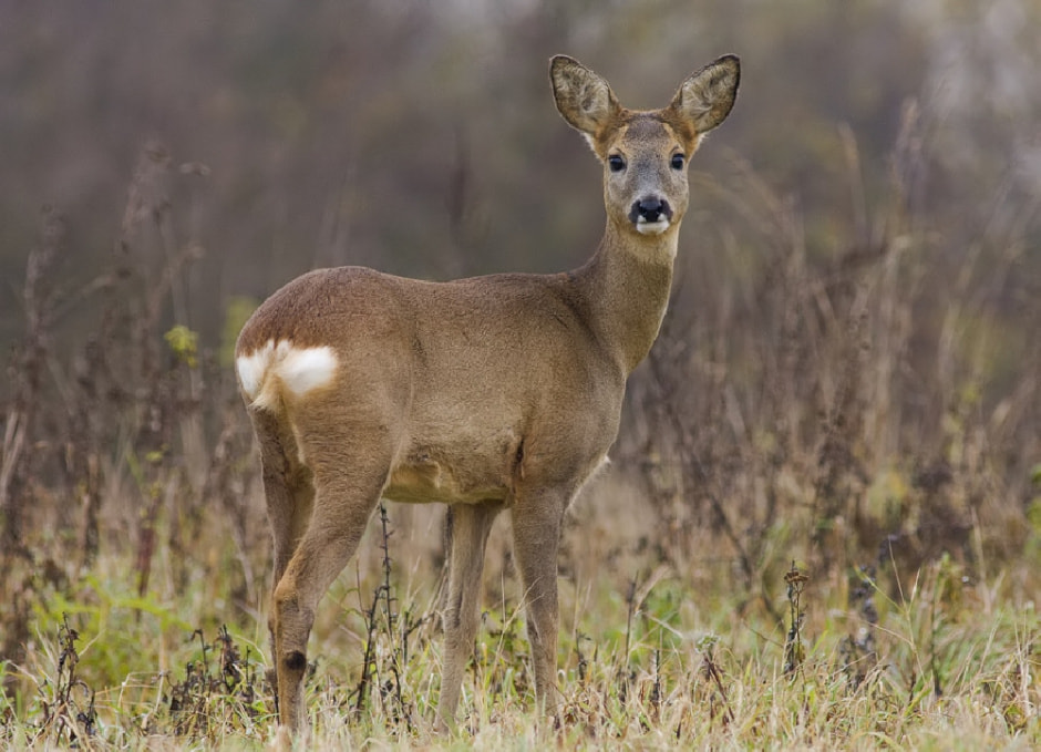 Европеиская лань 8.jpg