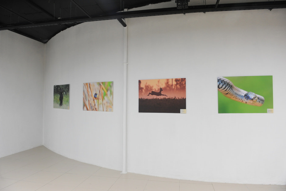 выставка Дикая природа Беларуси 15.JPG