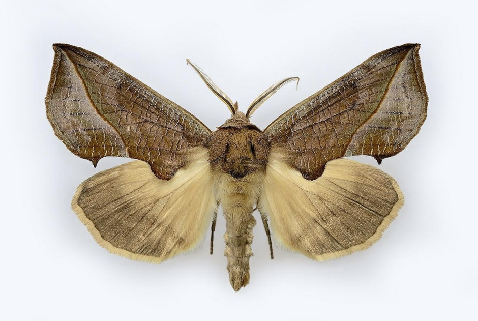 Белорусские бабочки 8.jpg