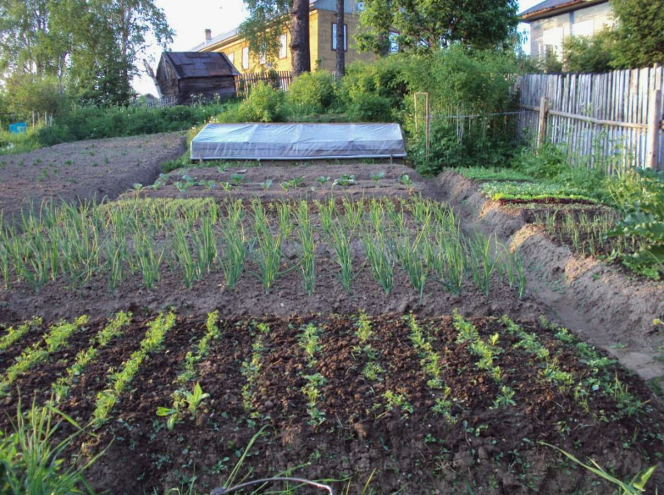 Грядки в мае Грядки в мае