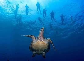 Бездна красоты и безумия. Объявлены победители международного конкурса подводной фотографии Ocean Art