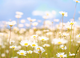 Жарко, сухо или дождливо? Какое ждать лето в 2026 году: свежие апрельские расчеты