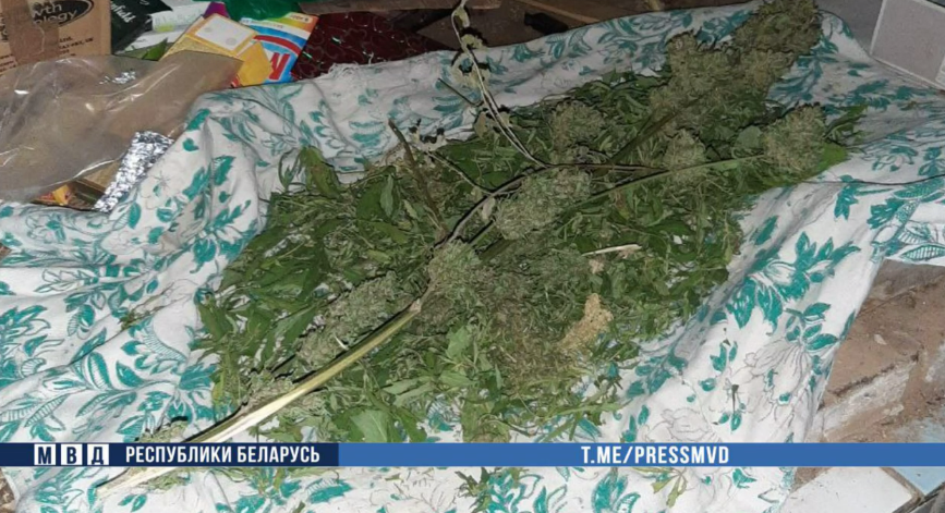 наркотики минск.png наркотики минск.png