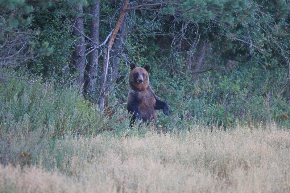 Медведи под контролем 1.png