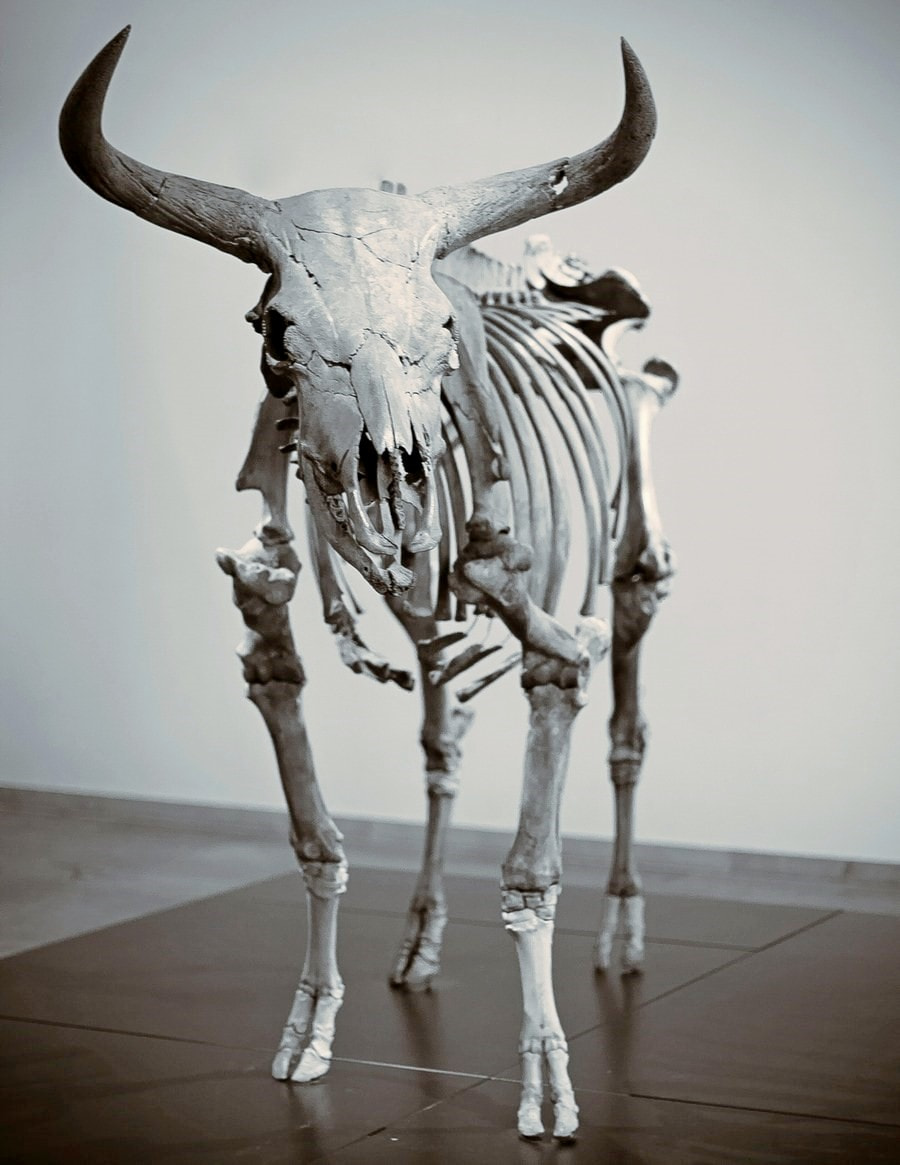 Быки Хека 3.jpg