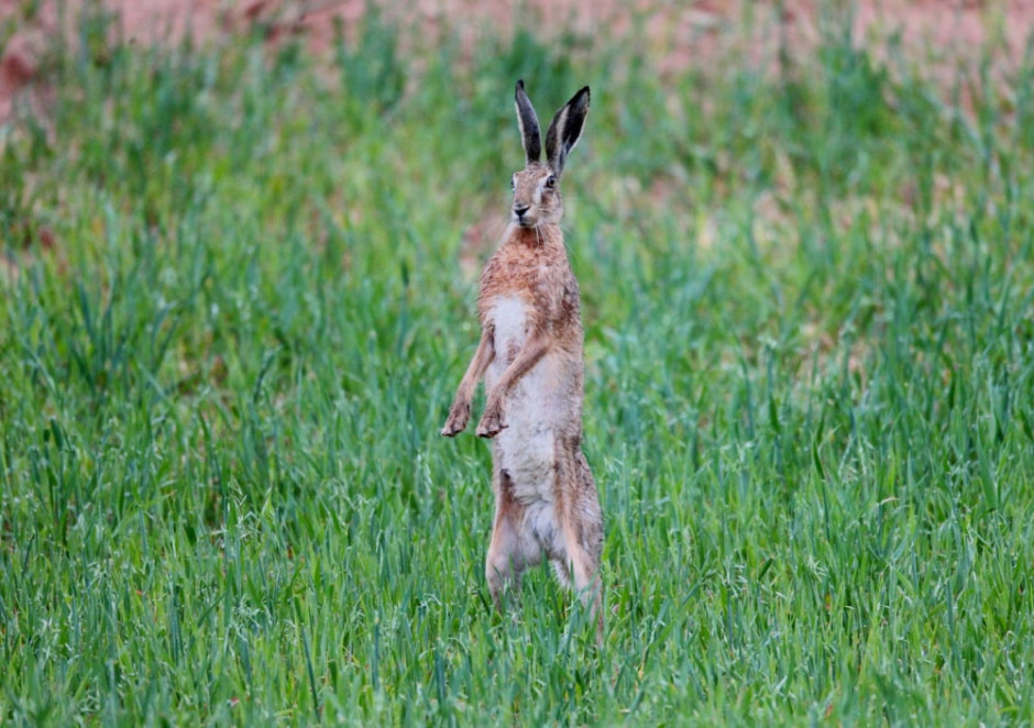 Тонкости фотоохоты от Сергея Плыткевича 17.jpg
