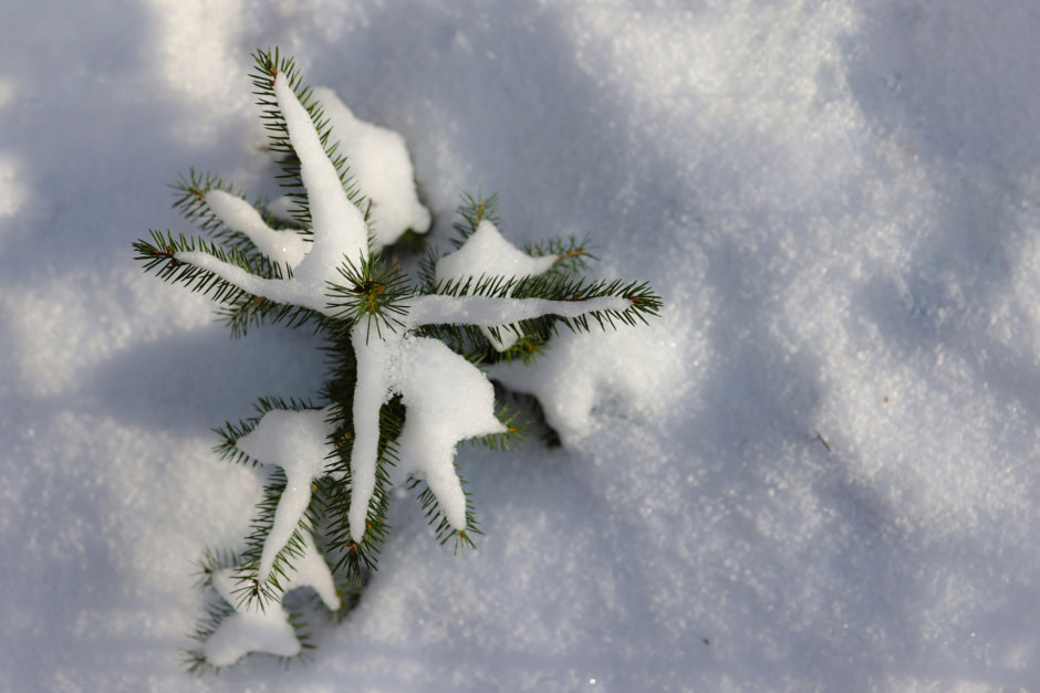 январь погода снег мороз инна шкурко.jpg