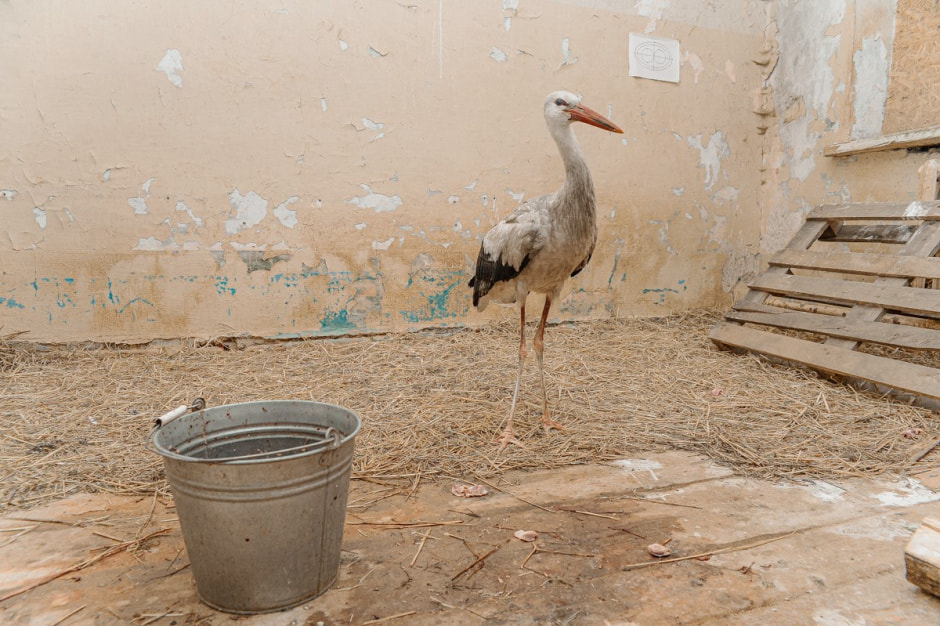 Зимовка аистов в деревне Высокое 7.jpg