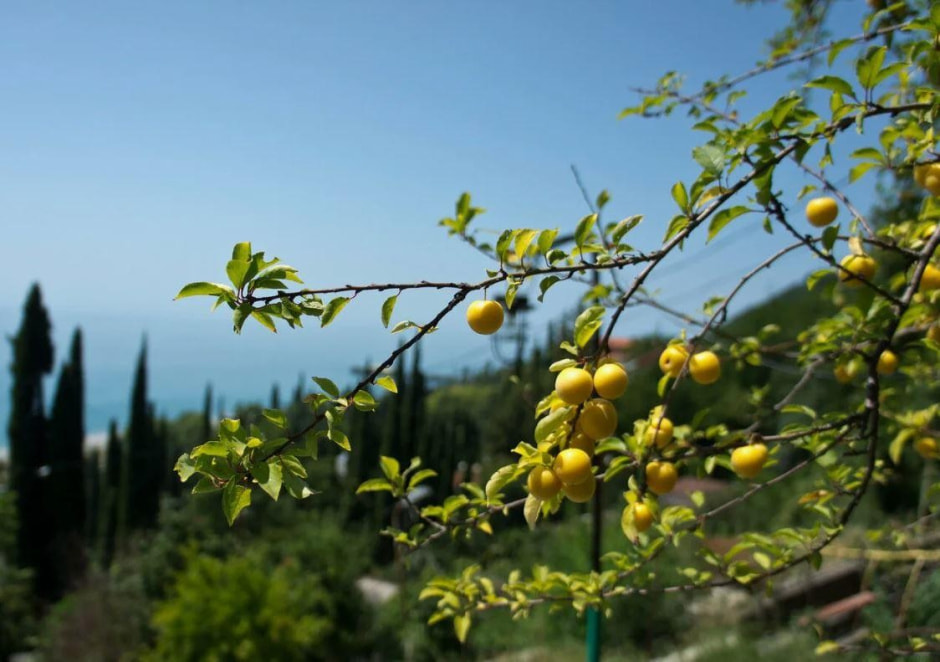 Какие растения не надо обрезать весной 4.jpg