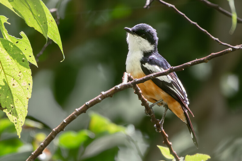 Бисмаркский личинкоед.jpg