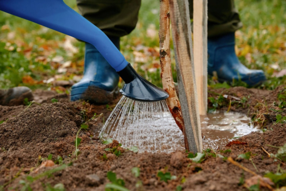 Территория Несвижского замка пополнилась двумя новыми аллеями на 200 деревьев (5).jpg