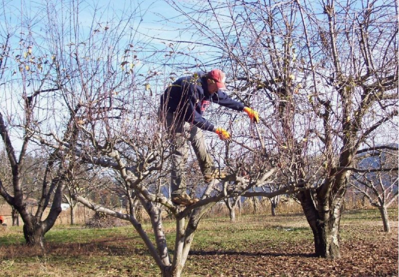обрезка деревьев