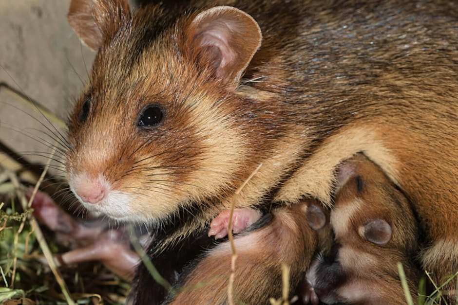 Факты про обыкновенного хомяка 8.jpg