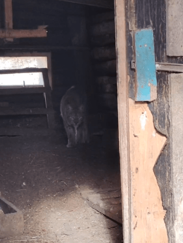 рысь1.png рысь1.png