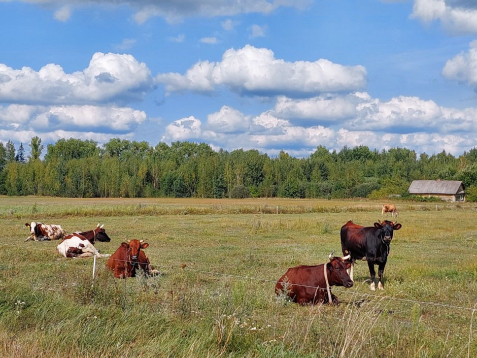 коровы.jpg