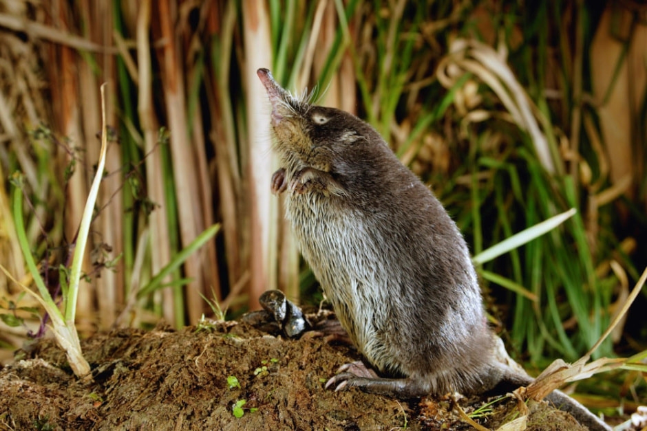 Выхухоль в Беларуси 3.jpg