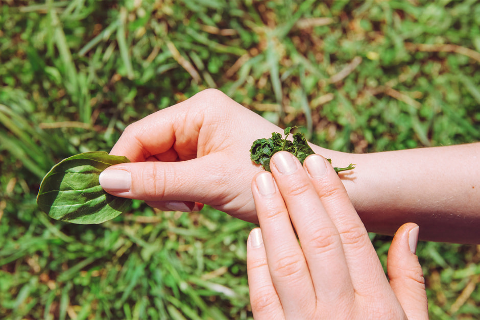 Подорожник