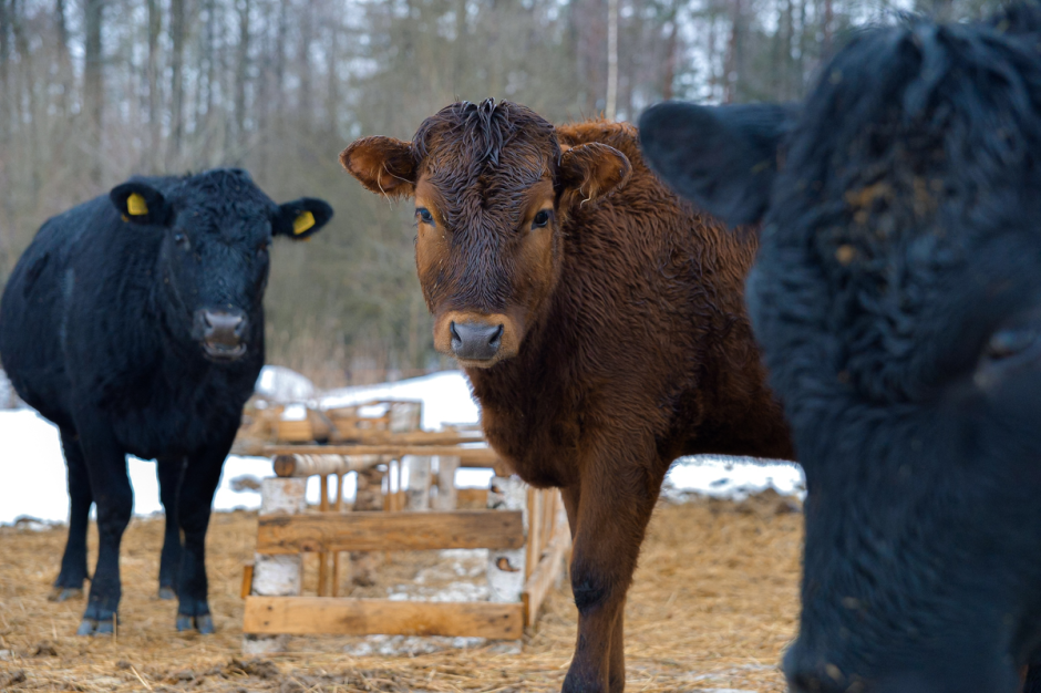 Фермер хутор Ёдишки 4.png