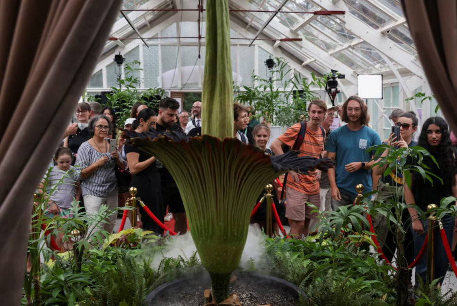 Трупные цветы .jpg