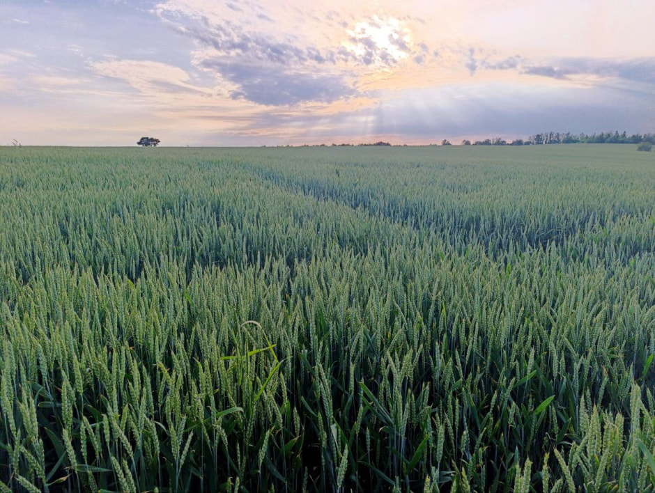 Рассвет в июне