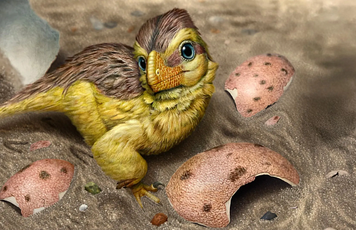 Ученые обнаружили “скрытые часы” в скорлупе яиц динозавров