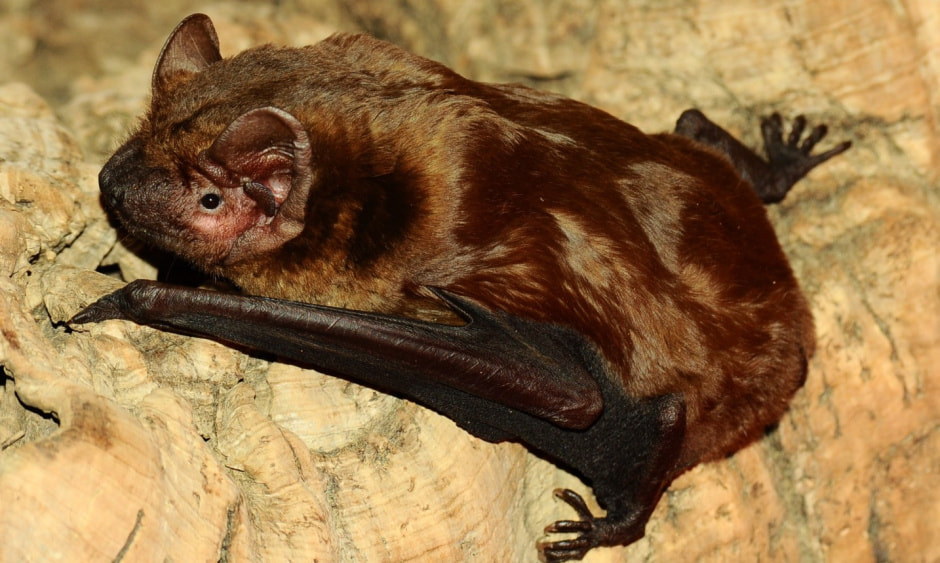 Летучая мышь рыжая вечерница web-zoopark.ru.jpg