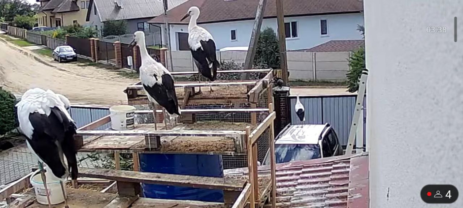 Мужчина спасает аистов 10.jpg