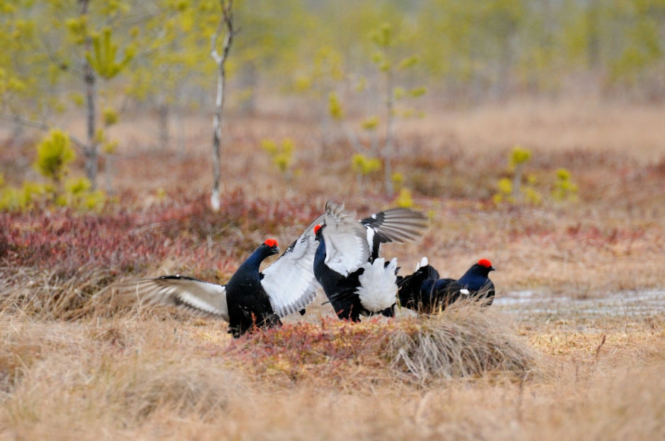 12-Тетерева на току.jpg