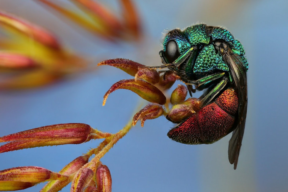 Фотограф насекомых 2.jpg