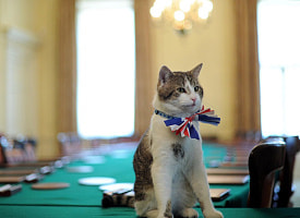 Главный кот-мышелов Великобритании станет героем сериала