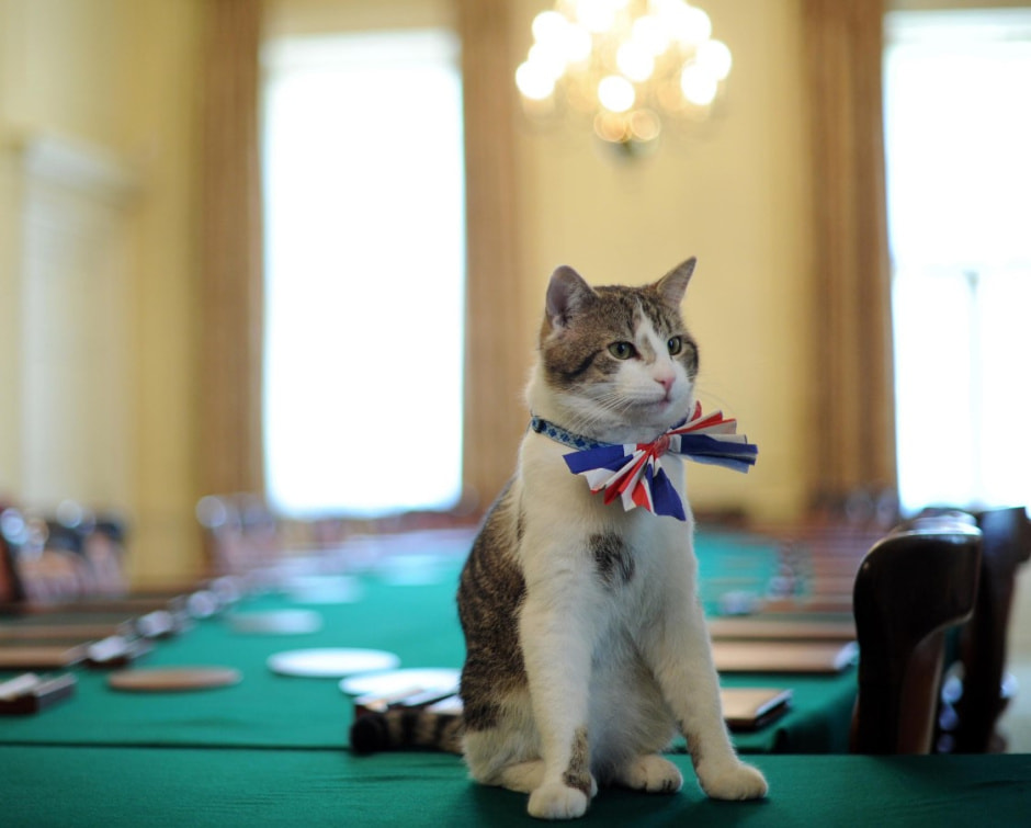 кот Ларри кот Ларри