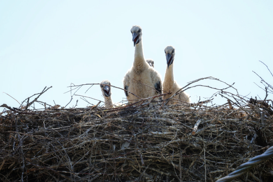 Аисты Шкурко