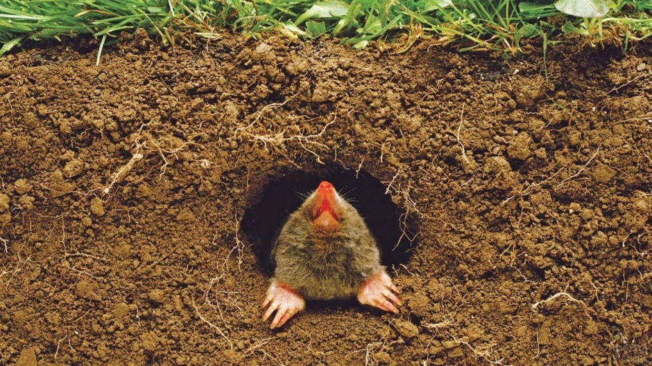 Что мы знаем о кроте 6.png