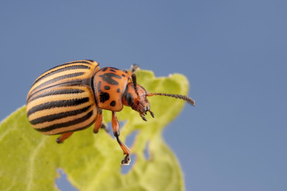 Инвазивные виды в Беларуси 2.jpg