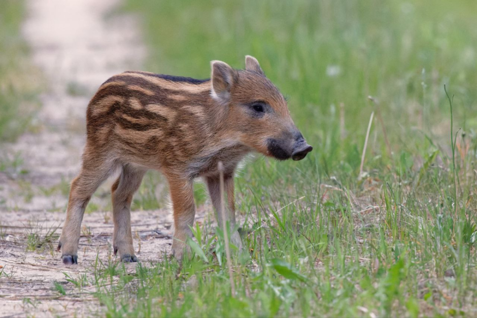 Дикая природа кабан 3.png