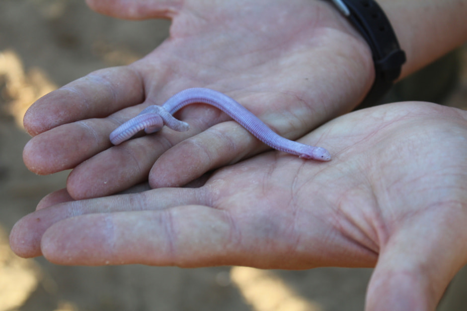 Двуходка Ana Gatica Colima.jpg