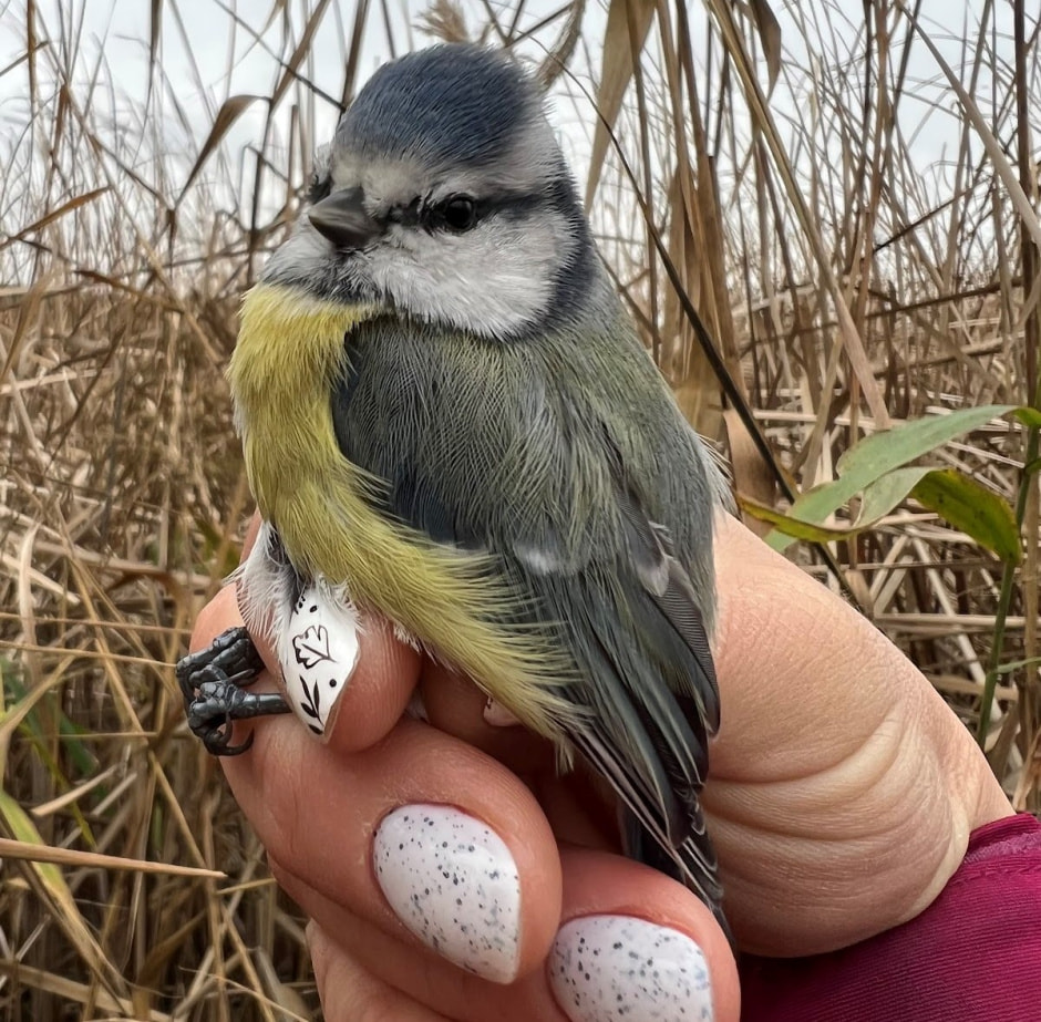 Мать барсуков 4.jpg