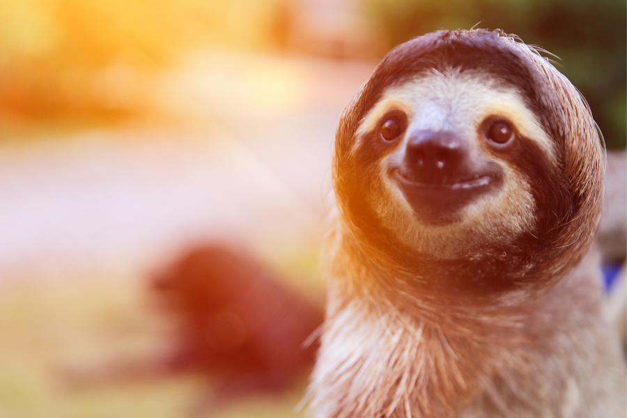 Ленивец 2.png