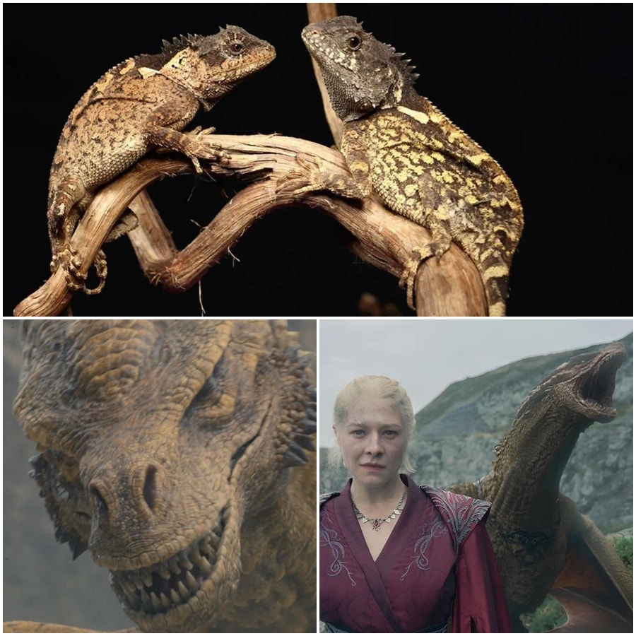 сиракс ящерицы