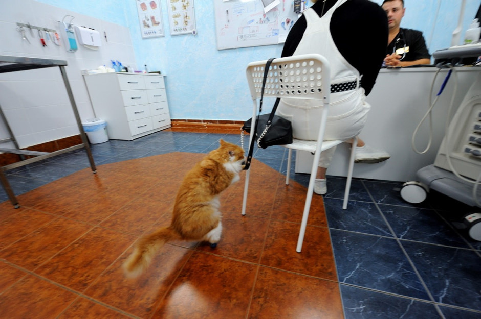 Суперветеринар из Лиды 8.jpg