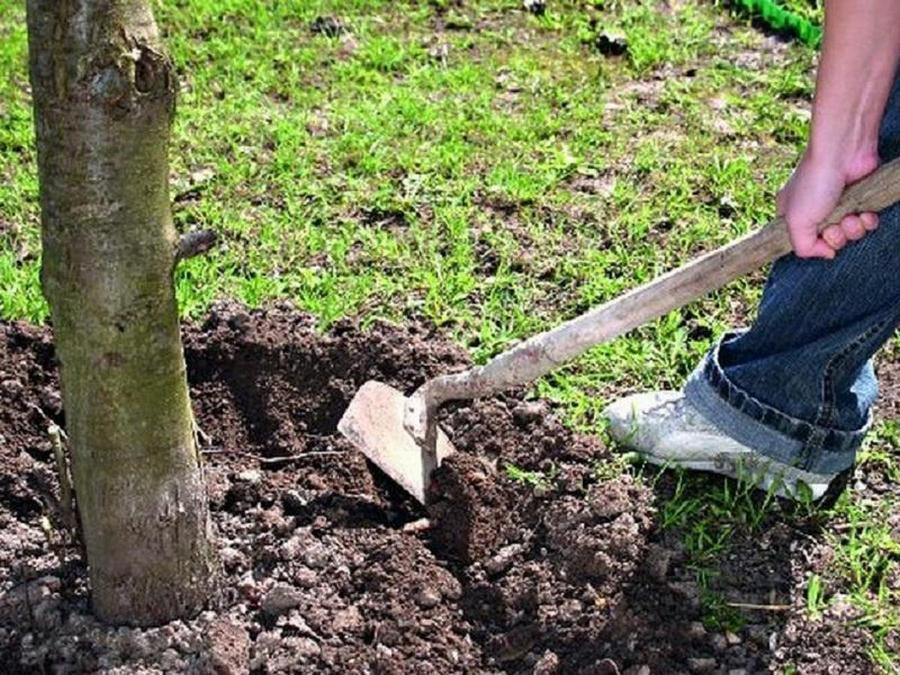 Как ухаживать за приствольными кругами 8-1.jpg