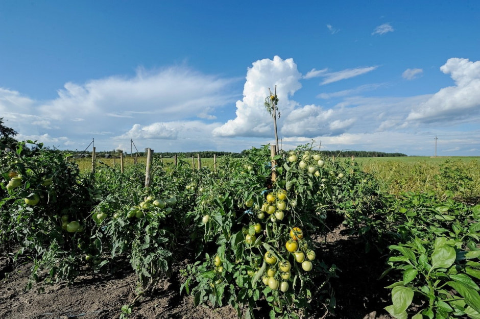 Деревня Глядовичи 20.jpg