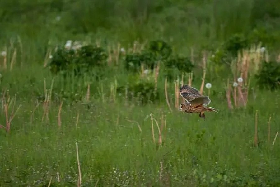 Фотомарафон Птицы Беларуси 3_Ушастая сова (Валерий Киселев).jpg